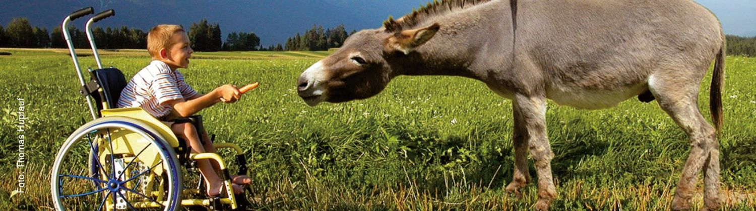 Fröhlicher Bub im Rollstuhl bietet einem Esel eine Karotte an